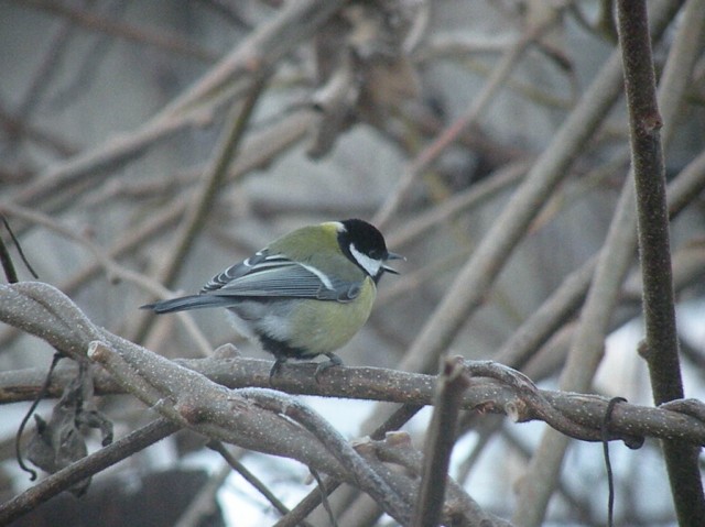dalla finestra di casa...